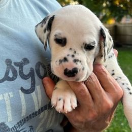 Boy 5 - Dalmatian puppy in New York from 4 AM Dalmatians