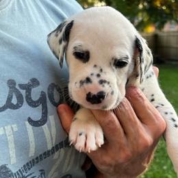 Boy 5 - Dalmatian puppy in New York from 4 AM Dalmatians