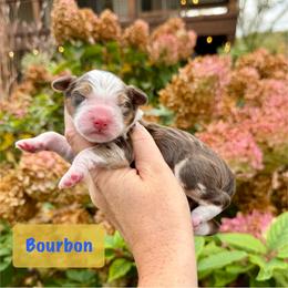 Bourbon - Chocolate merle male Bernedoodle puppy in Midland, Michigan from Northern Charm Farm