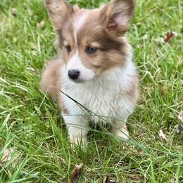 Brown Colar Girl Lark - Sable Pembroke Welsh Corgi puppy in Paris, Kentucky from Flat Run Corgis