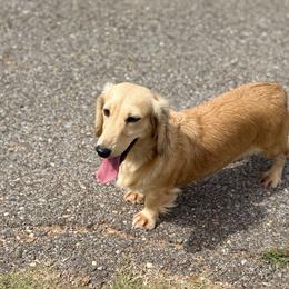 Sugar - Dachshund