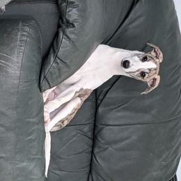 Whippet Puppies from Solidago