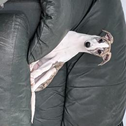 Whippet Puppies from Solidago