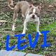 Levi