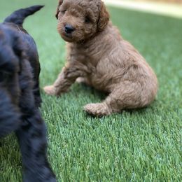 Aussiedoodle and Miniature Australian Shepherd Puppies from Dazy Mayze Mini Aussies and Aussiedoodles