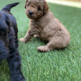 Aussiedoodle and Miniature Australian Shepherd Puppies from Dazy Mayze Mini Aussies and Aussiedoodles