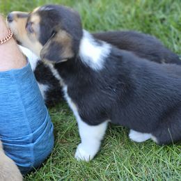 Pembroke Welsh Corgi Puppies from Enchanted Corgis