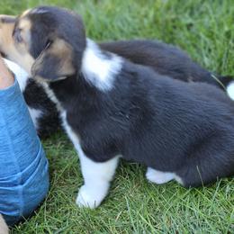 Pembroke Welsh Corgi Puppies from Enchanted Corgis