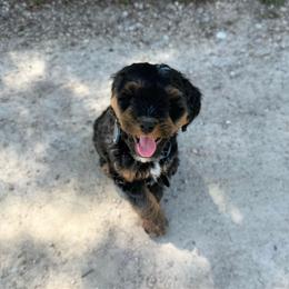 Aiden 2,200 - Phantom male Bernedoodle puppy in Wamego, Kansas from Doodles of Oz