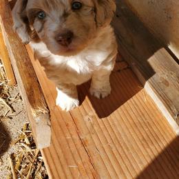 Aussiedoodle Puppies from Abbott Family Farm