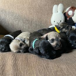 Mojave (Turquoise Collar) - Black female Miniature Schnauzer puppy in San Diego, California from KMS-Miniature Schnauzers