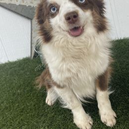 Sissy - Toy Australian Shepherd