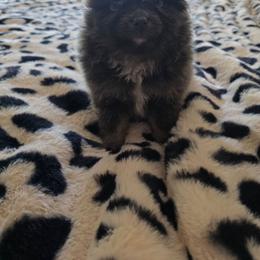 Kimber - Blue female Pomeranian puppy in Chattanooga, Tennessee from Valley Poms