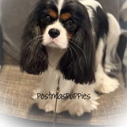 Ch Huntmagic BB King (Rogue) - Cavalier King Charles Spaniel