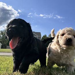 Goldendoodle Puppies from Diverse Nurturing Affectionate Doodle Kennel