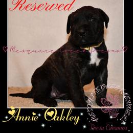 Perro de Presa Canario Puppies from Mesquite Creek Kennels
