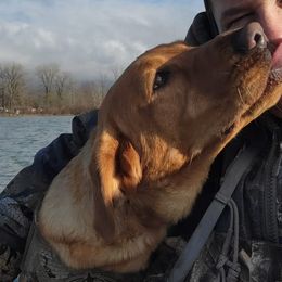 Labrador Retrievers from Top Shot Retrievers