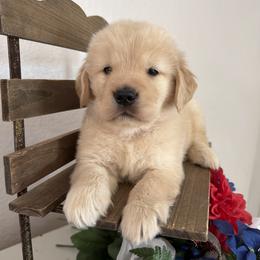 Boy 1 - male Golden Retriever puppy in Moapa, Nevada from Little Bitta Luck Farms