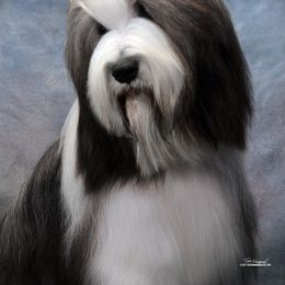 Bearded Collie All Grown Up from McCrystal Beardies