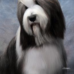 Bearded Collie All Grown Up from McCrystal Beardies