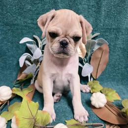 Apricot Cream Boy - Cream male Pug puppy in Tulsa, Oklahoma from Locust Creek Pugs & Japanese Chin's