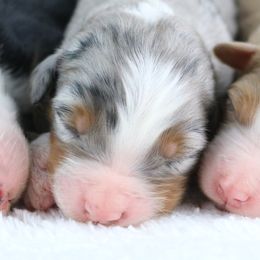 Blue Merle Boy - Blue merle male Bernedoodle puppy in Le Center, Minnesota from Archer Hill Farm