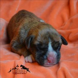 Omelet - Brindle female Boxer puppy in Earlsboro, Oklahoma from Lieben Boxers