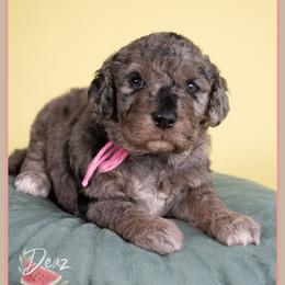Tot - Blue merle female Bernedoodle puppy in Connersville, Indiana from Deaz Doodle Ranch