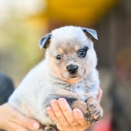 -Boy 2 - Blue male Australian Cattle Dog puppy in Kaufman, Texas from Emberwick Ranch