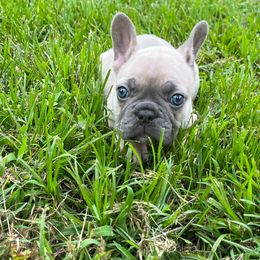 Pink collar female - Fawn female French Bulldog puppy in Tennessee from West Tennesse Frenchies