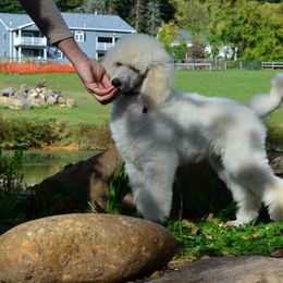 Poodle Puppies from D and D Standard Poodles