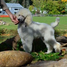 Poodle Puppies from D and D Standard Poodles
