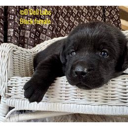 Legacy - Black female Labrador Retriever puppy in Sullivan, Missouri from O’Dell Labs