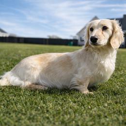 Alora - Dachshund