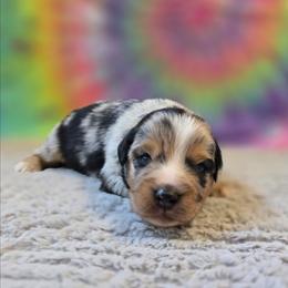 Hank - Blue merle male Miniature Australian Shepherd puppy in Church Hill, Tennessee from Hippie Dog Haven