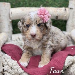 Fawn - Chocolate merle female Bernedoodle puppy in Williamson, New York from Lakeside Doodles