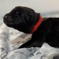 Uso - Black male German Shepherd puppy in Las Vegas, Nevada from Clever Boots Kennel