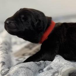 Uso - Black male German Shepherd puppy in Las Vegas, Nevada from Clever Boots Kennel