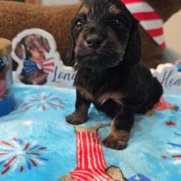 Black and tan brindle - Black and tan male Dachshund puppy in West Plains, Missouri from Spring Creek Dachshunds
