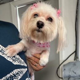 Luna - Parti female Yorkshire Terrier puppy in Winter Haven, Florida from Tiny Puppies World
