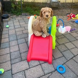 Australian Labradoodle Puppies from Palo Alto Labradoodles