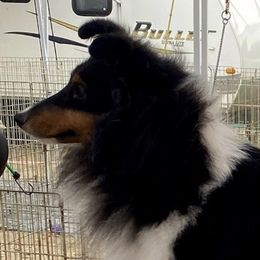 Viva - Shetland Sheepdog