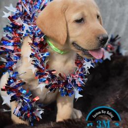 Labrador Retriever Puppies from 3M Custom Hay baling and AKC Labs LLC
