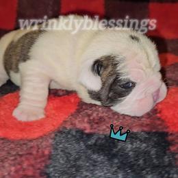 Ace - Red brindle and white male Bulldog puppy in Granville, Iowa from Wrinkly Blessings English Bulldogs