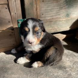 Black tri - Black tri female Toy Australian Shepherd puppy in Hillsboro, Illinois from Shoal Creek Puppies