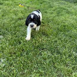 Bennett - Black white and tan male English Springer Spaniel puppy in Coeur D'alene, Idaho from Springer Hollow