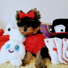 Yorkshire Terrier Puppies from Twilights Yorkies FL