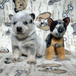 Coco - Blue female Australian Cattle Dog puppy in Olive Hill, Kentucky from Tompkins Farm