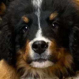 Bernese Mountain Dogs and Pembroke Welsh Corgis from Frosty Bernese