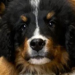 Bernese Mountain Dogs and Pembroke Welsh Corgis from Frosty Bernese